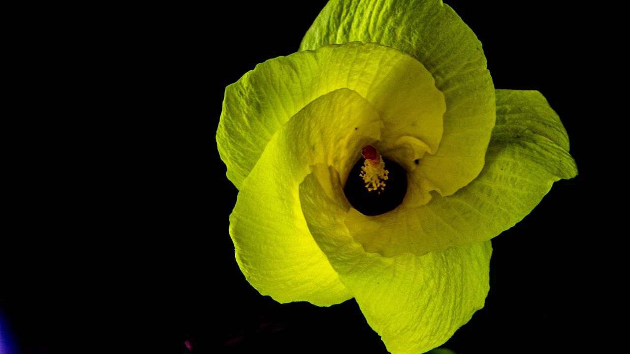 Wallpaper flower, petals, yellow, dark
