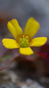 Preview wallpaper flower, petals, yellow, blur, macro