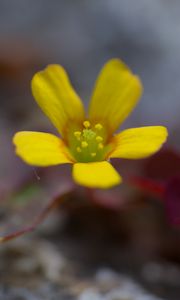 Preview wallpaper flower, petals, yellow, blur, macro