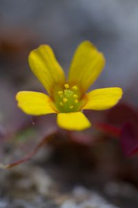 Preview wallpaper flower, petals, yellow, blur, macro
