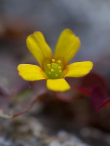 Preview wallpaper flower, petals, yellow, blur, macro