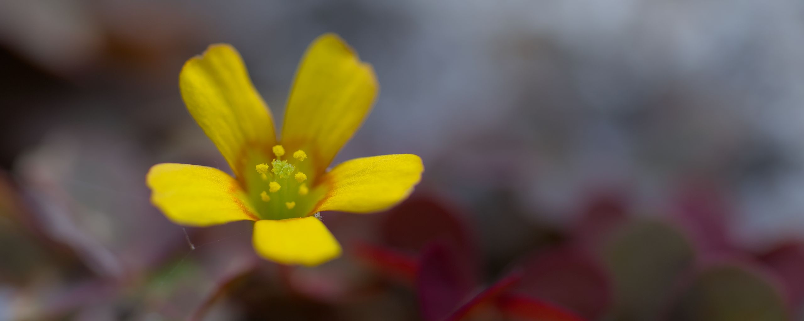 2560x1024 Wallpaper flower, petals, yellow, blur, macro