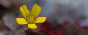 Preview wallpaper flower, petals, yellow, blur, macro