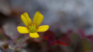 Preview wallpaper flower, petals, yellow, blur, macro
