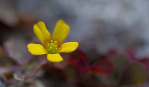 Preview wallpaper flower, petals, yellow, blur, macro