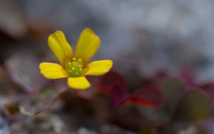 Preview wallpaper flower, petals, yellow, blur, macro