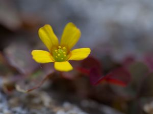 Preview wallpaper flower, petals, yellow, blur, macro