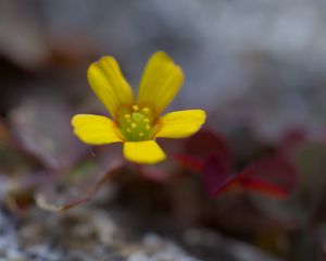 Preview wallpaper flower, petals, yellow, blur, macro