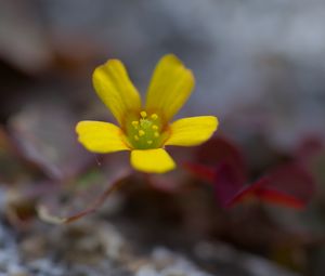 Preview wallpaper flower, petals, yellow, blur, macro