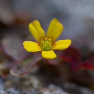Preview wallpaper flower, petals, yellow, blur, macro