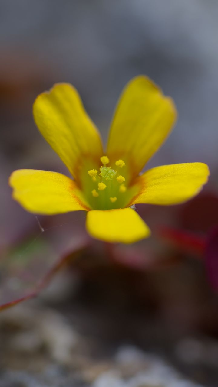 720x1280 Wallpaper flower, petals, yellow, blur, macro