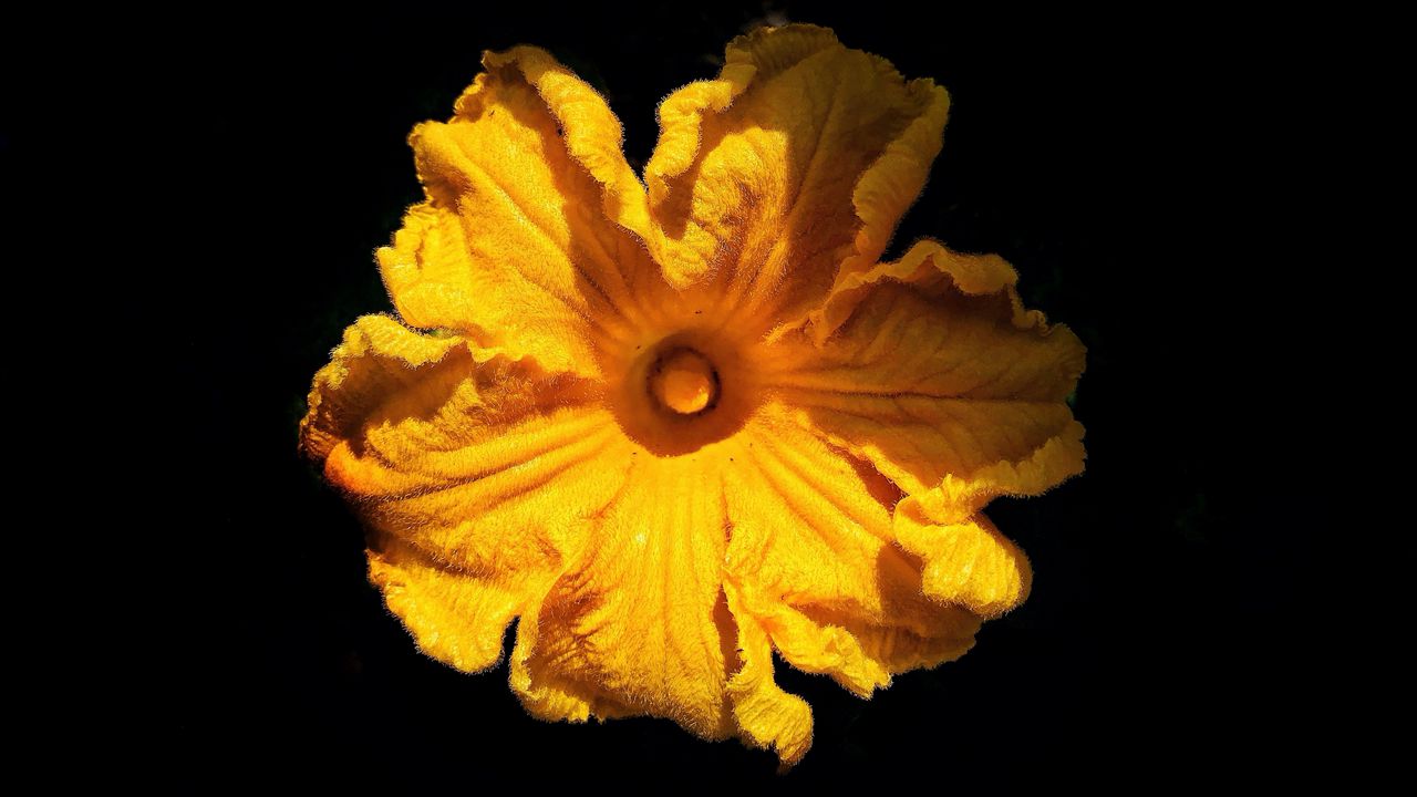 Wallpaper flower, petals, yellow, black