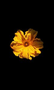 Preview wallpaper flower, petals, yellow, black