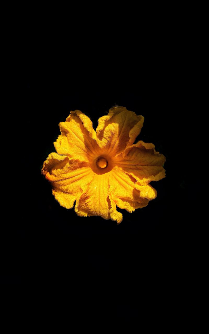 Download wallpaper 800x1280 flower, petals, yellow, black samsung ...
