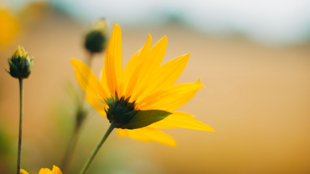Wallpaper flower, petals, yellow, macro