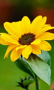 Preview wallpaper flower, petals, yellow, macro, focus