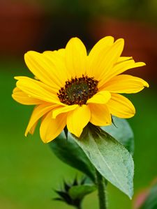 Preview wallpaper flower, petals, yellow, macro, focus