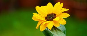 Preview wallpaper flower, petals, yellow, macro, focus