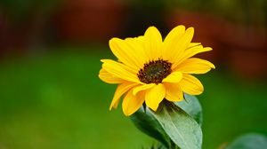 Preview wallpaper flower, petals, yellow, macro, focus