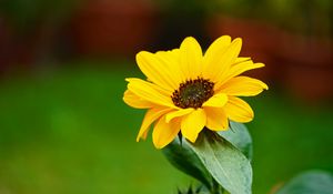 Preview wallpaper flower, petals, yellow, macro, focus