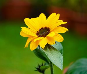 Preview wallpaper flower, petals, yellow, macro, focus