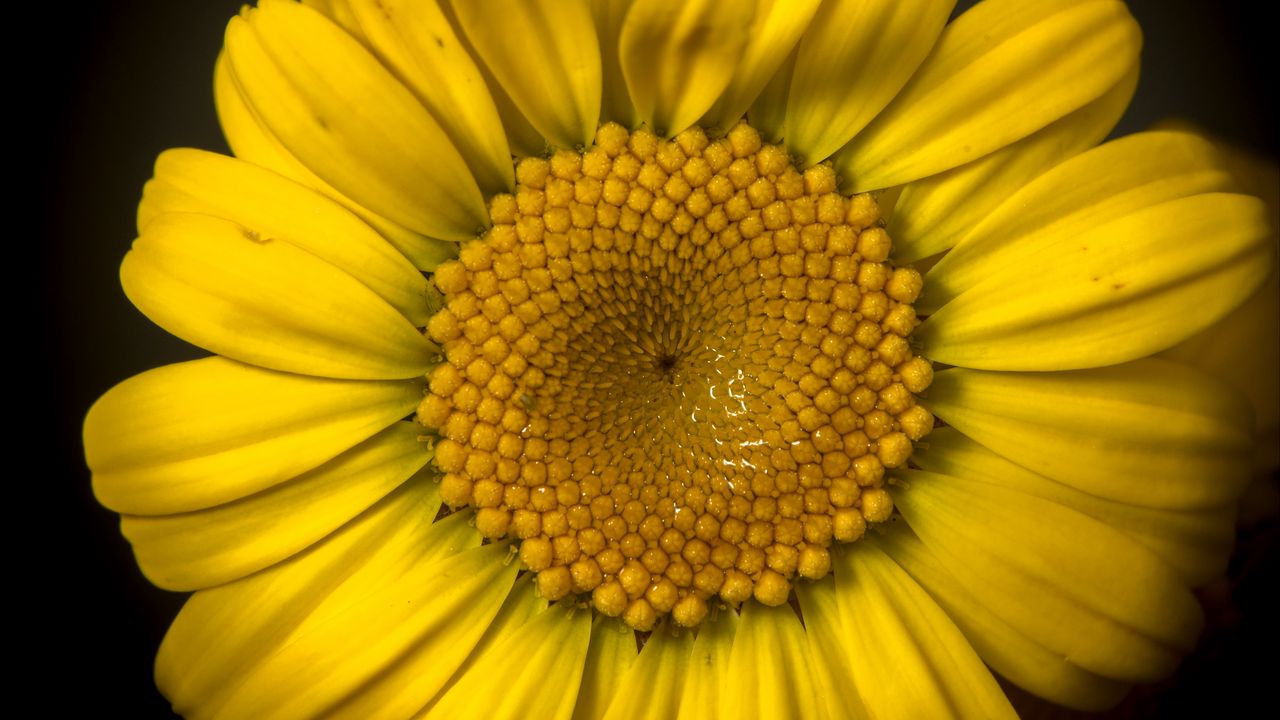 Wallpaper flower, petals, yellow, bright, macro