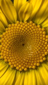Preview wallpaper flower, petals, yellow, bright, macro