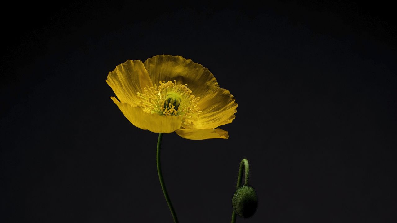 Wallpaper flower, petals, yellow, minimalism