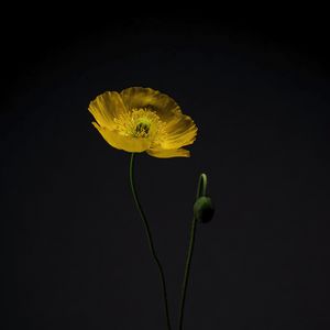 Preview wallpaper flower, petals, yellow, minimalism