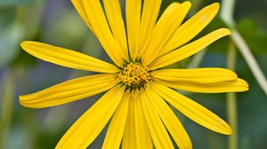 Preview wallpaper flower, petals, yellow, plant, macro