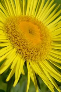 Preview wallpaper flower, petals, yellow