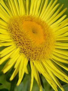 Preview wallpaper flower, petals, yellow