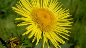 Preview wallpaper flower, petals, yellow