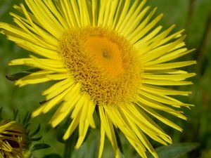 Preview wallpaper flower, petals, yellow