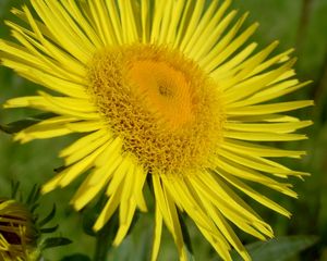 Preview wallpaper flower, petals, yellow