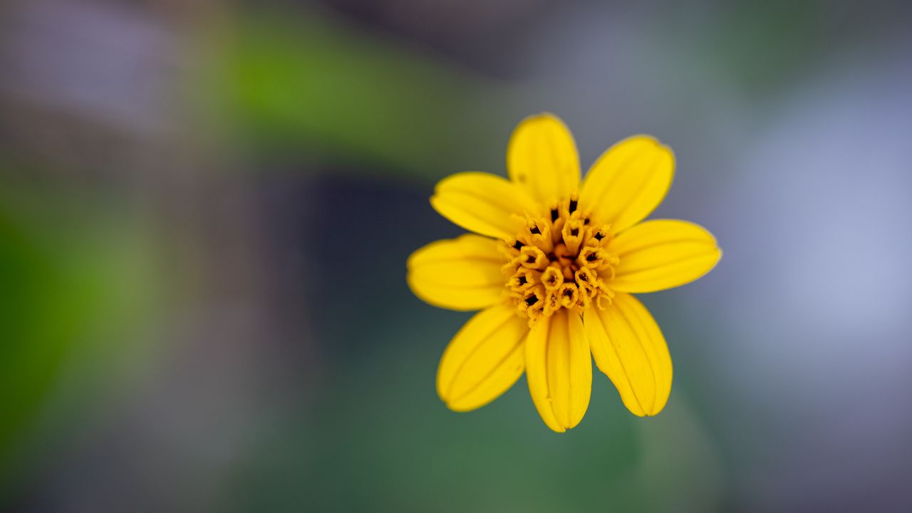 Wallpaper flower, petals, yellow, macro, blur
