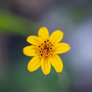 Preview wallpaper flower, petals, yellow, macro, blur
