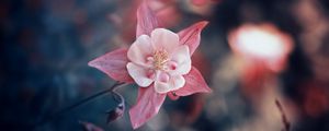 Preview wallpaper flower, pink, bloom, blur, leaves, petals