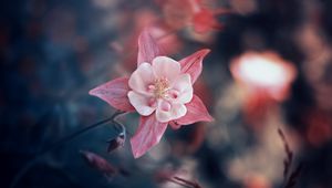 Preview wallpaper flower, pink, bloom, blur, leaves, petals