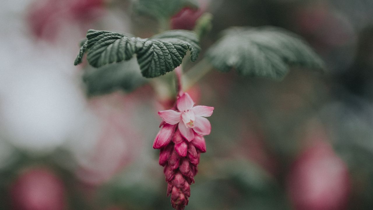 Wallpaper flower, pink, bloom, blur, leaves