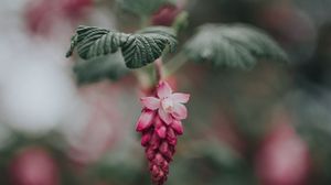 Preview wallpaper flower, pink, bloom, blur, leaves
