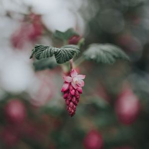 Preview wallpaper flower, pink, bloom, blur, leaves