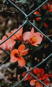 Preview wallpaper flower, pink, bloom, mesh, fence