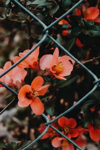 Preview wallpaper flower, pink, bloom, mesh, fence