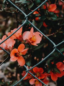 Preview wallpaper flower, pink, bloom, mesh, fence
