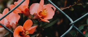 Preview wallpaper flower, pink, bloom, mesh, fence