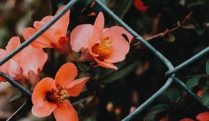 Preview wallpaper flower, pink, bloom, mesh, fence