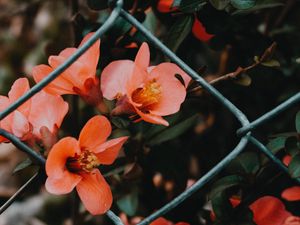 Preview wallpaper flower, pink, bloom, mesh, fence