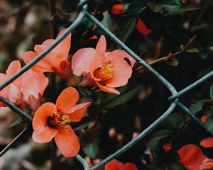 Preview wallpaper flower, pink, bloom, mesh, fence