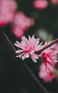 Preview wallpaper flower, pink, bloom, plant, macro